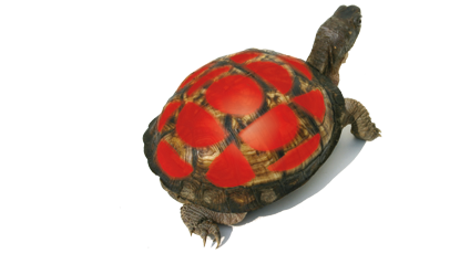 Image d'une tortue