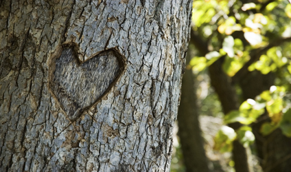 Photographie d'un coeur gravé dans un arbre