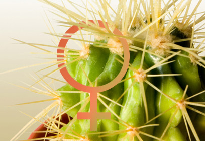 Illustration d'un cactus avec le pictogramme des femmes.