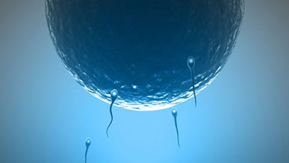 Image de spermatozoïdes se dirigeant vers un ovule