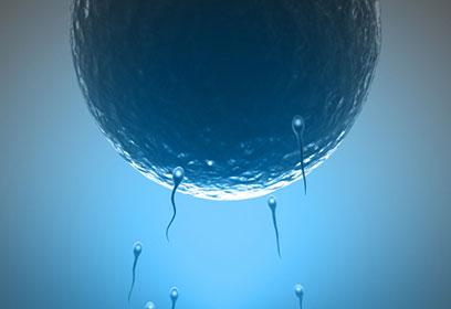 Image de spermatozoïdes se dirigeant vers un ovule